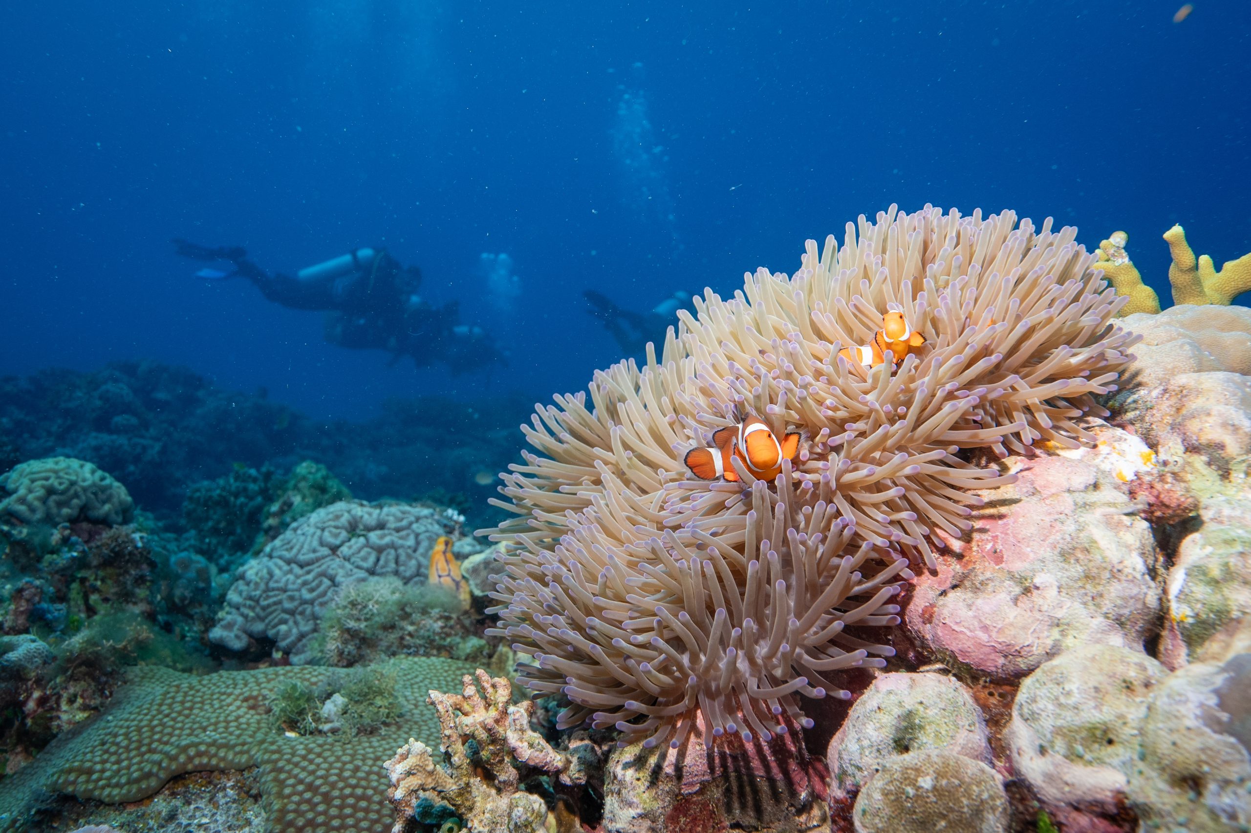Buscando a nemos en Siquijor