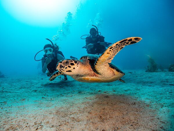 estudiantes de OW con tortugas en Siquijor