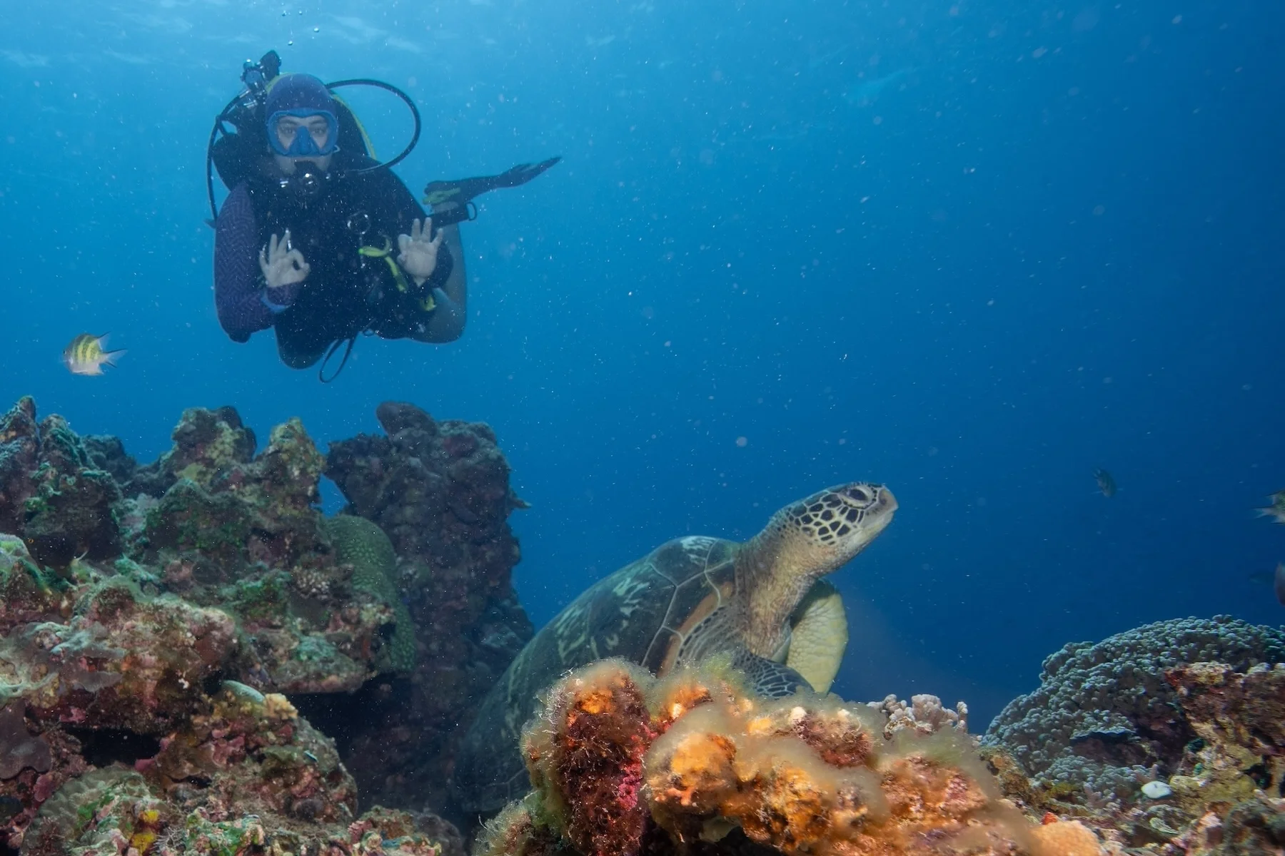 A diver and a turtle in Siquijor.