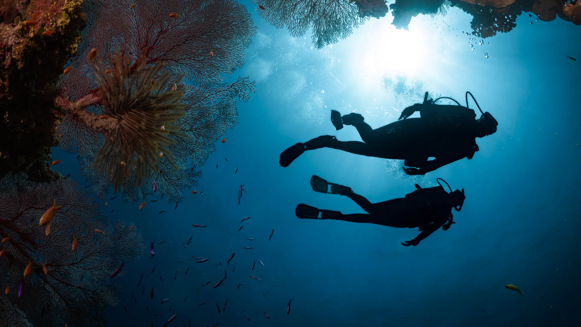 Divers gliding on a colorful reef in Siquijor.