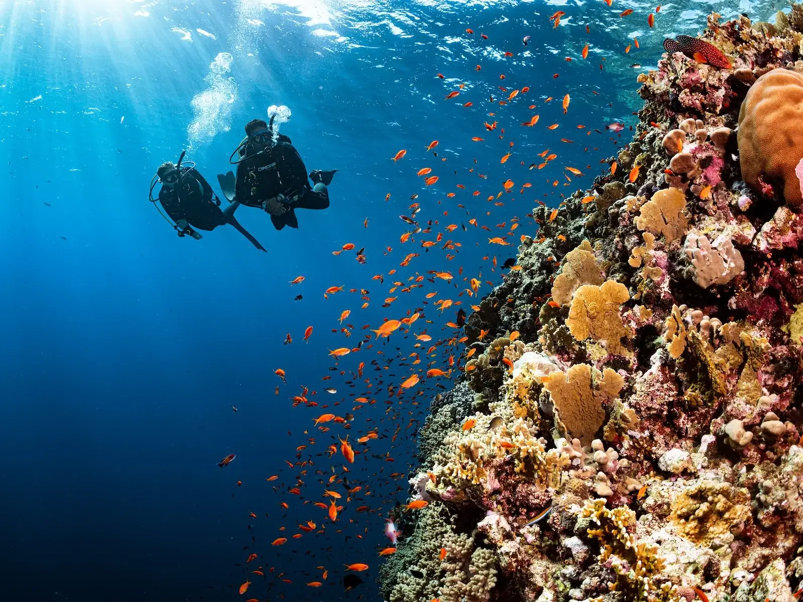 PADI fish identification for Advanced course in Siquijor.
