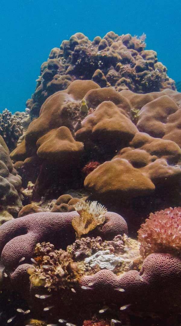 inmersión de buceo en Siquijor Filipinas
