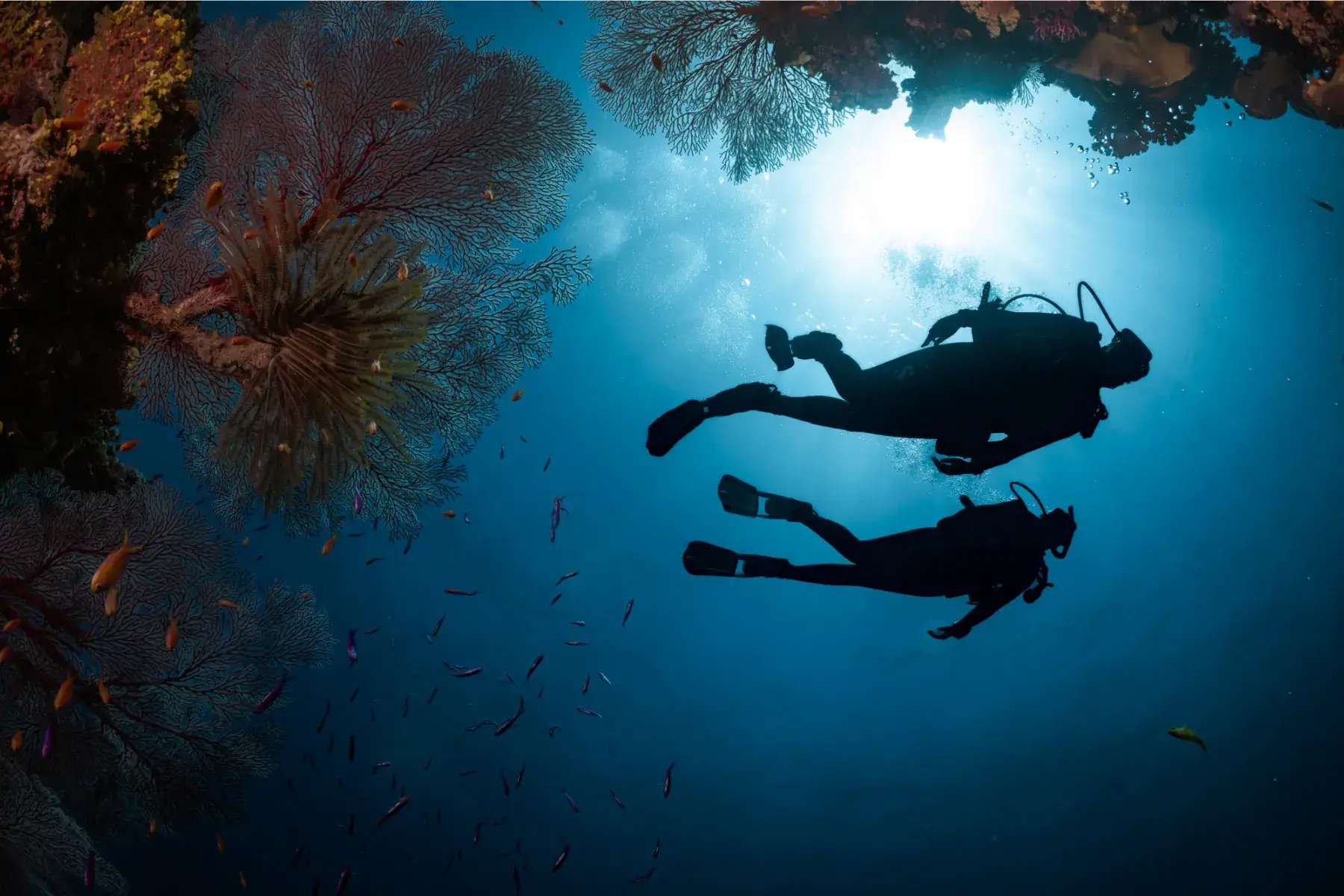 Divers in Paliton Wall in Siquijor.