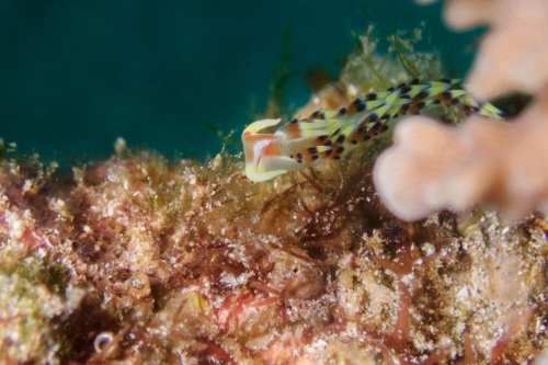Caloria indica