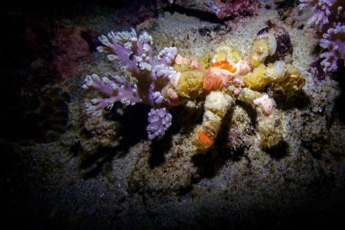 Camposcia retusa
