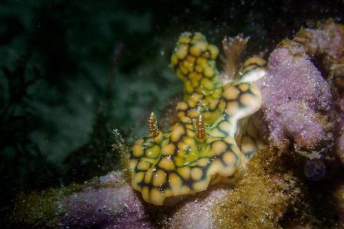 Ceratosoma sinuata