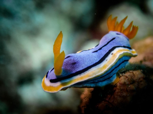 Chromodoris annae