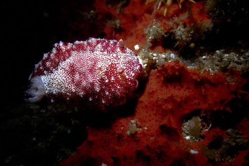 Chromodoris reticulata