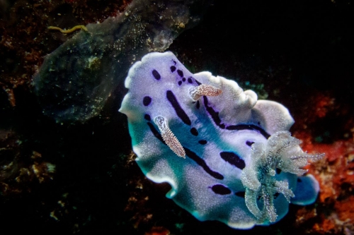 Chromodoris willani