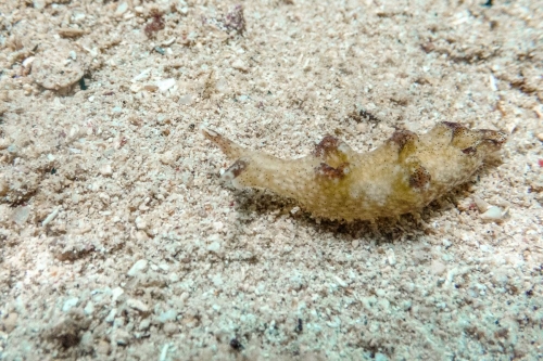 Elysia sp