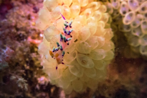 Flabellina exoptata