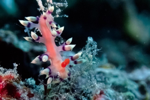 Flabellina exoptata