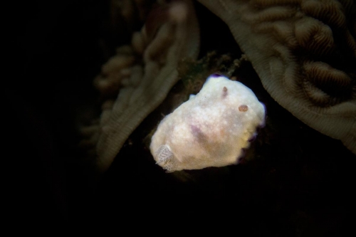 Goniobranchus rufomaculatus