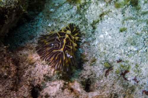 Halgerda willeyi