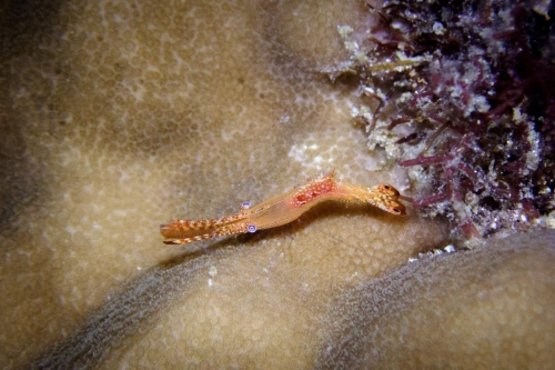 Leander plumosus