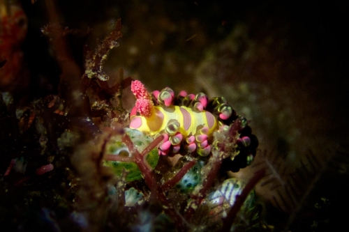 Limenandra barnosii