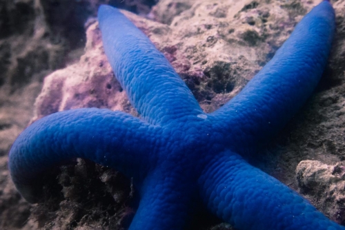 Linckia laevigata