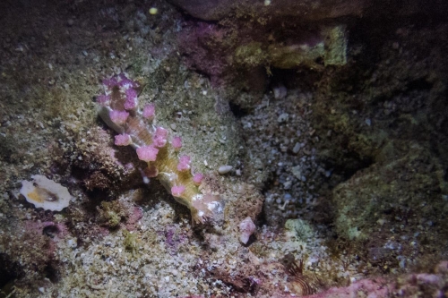 Marionia sp.