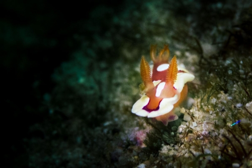 Mexichromis pusilla