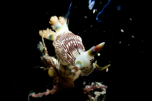 Nembrotha lineolata