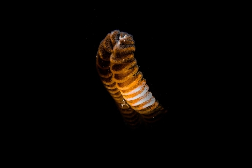 Pennatula phosphorea