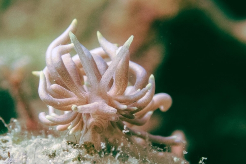 Phyllodesmium briareum
