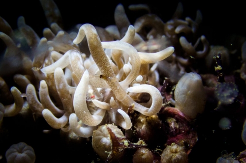 Phyllodesmium colemani