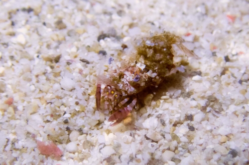 Phyllognathia simplex