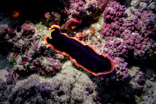 Pseudobiceros hancockanus