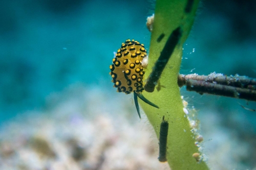 Stiliger ornatus