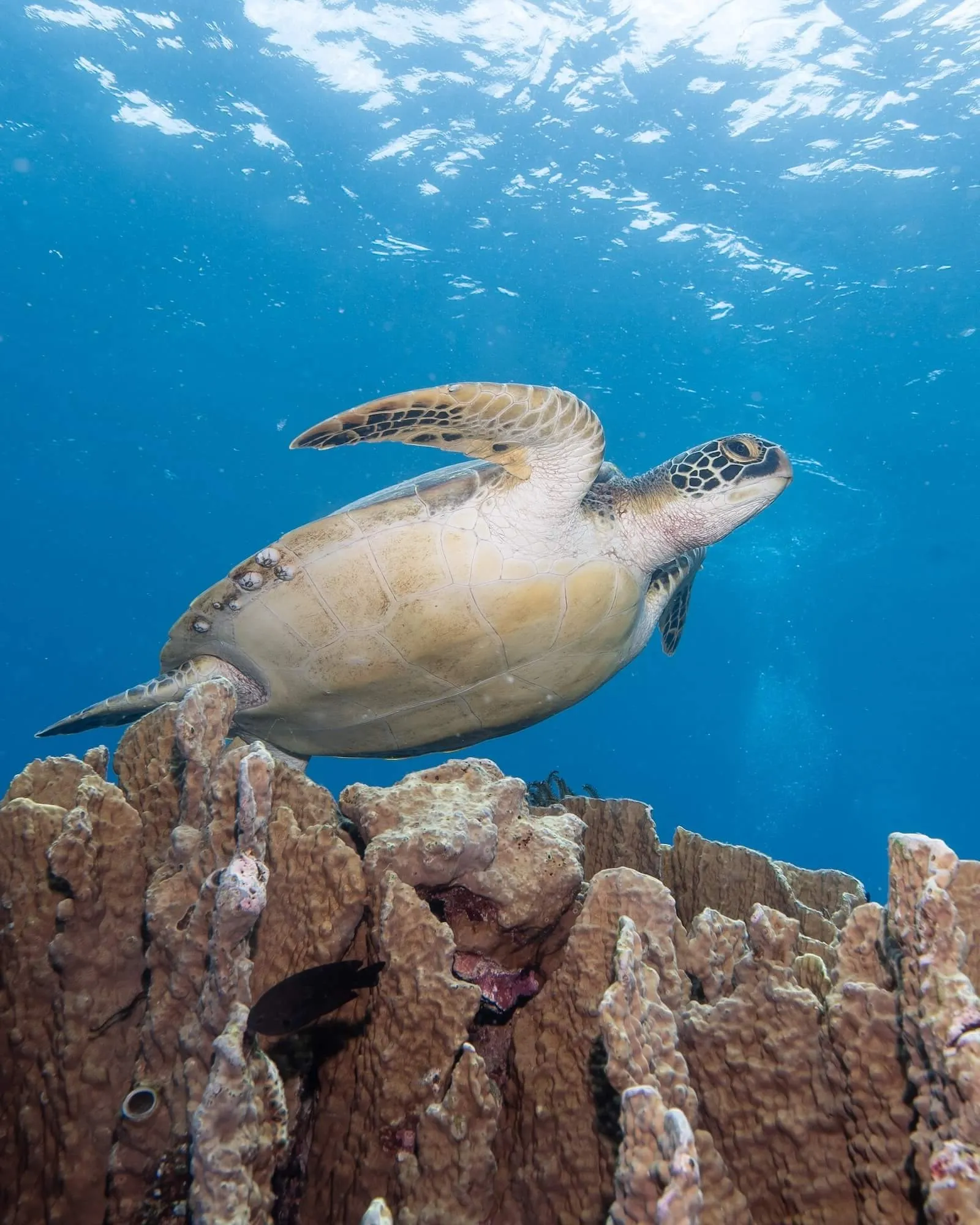 Reef turtle over a coral reef in Siquijor, Philippines.