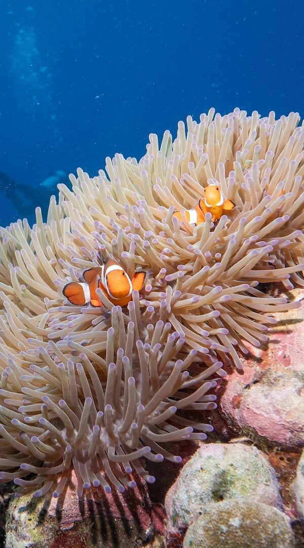 Poissons clowns à Siquijor