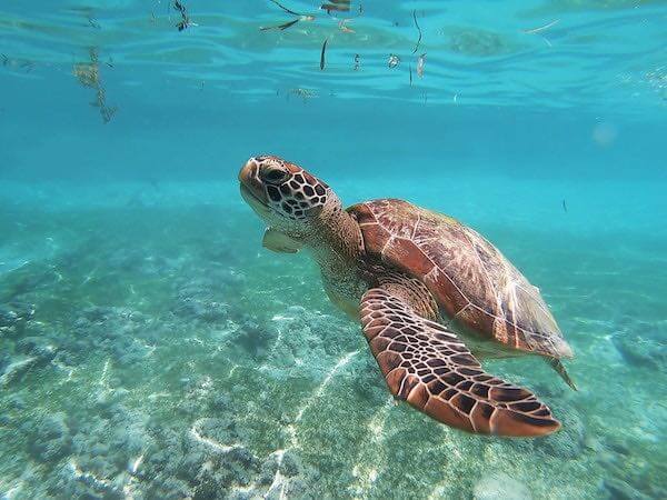 tortuga verde en siquijor