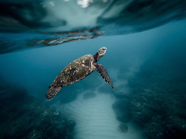 Tortuga en Siquijor