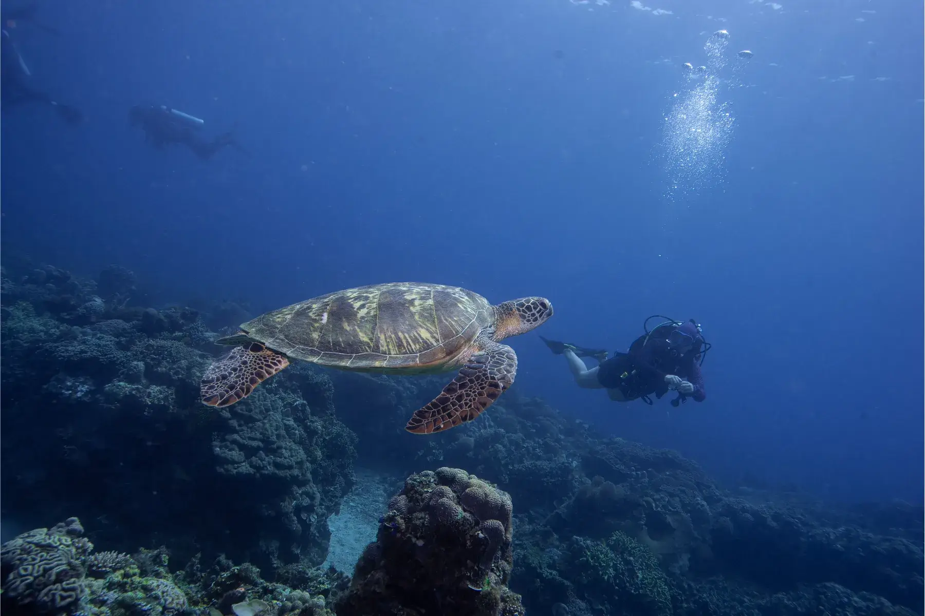 A diver and a turtle in Siquijor's Coral Garden.