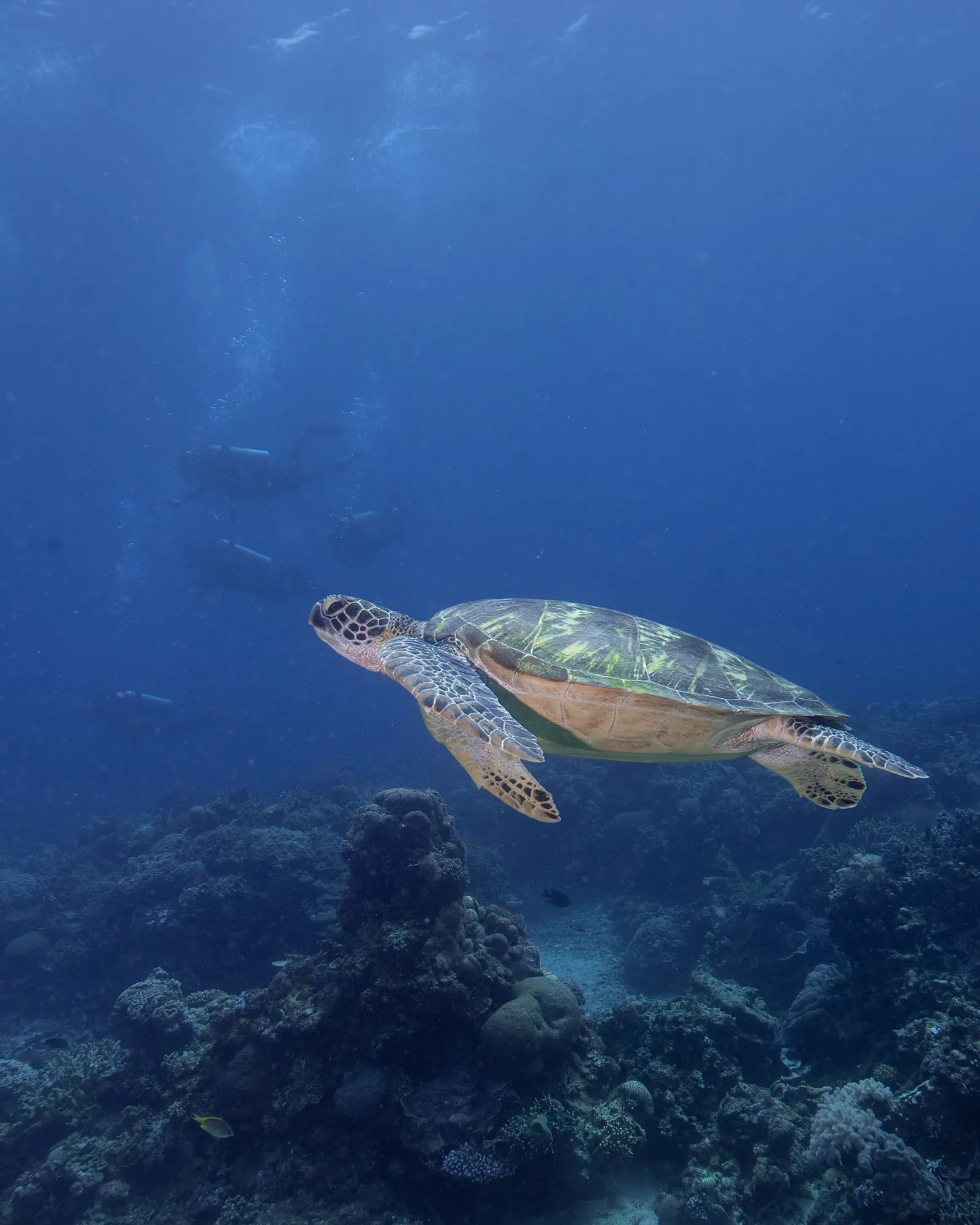 Turtle on a discover scuba dive in Siquijor.